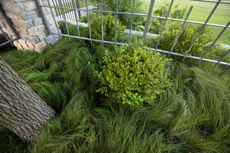 example of front plantings in Naperville, IL project